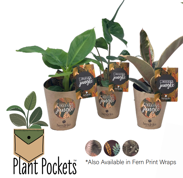 #4 Jungle Tropical