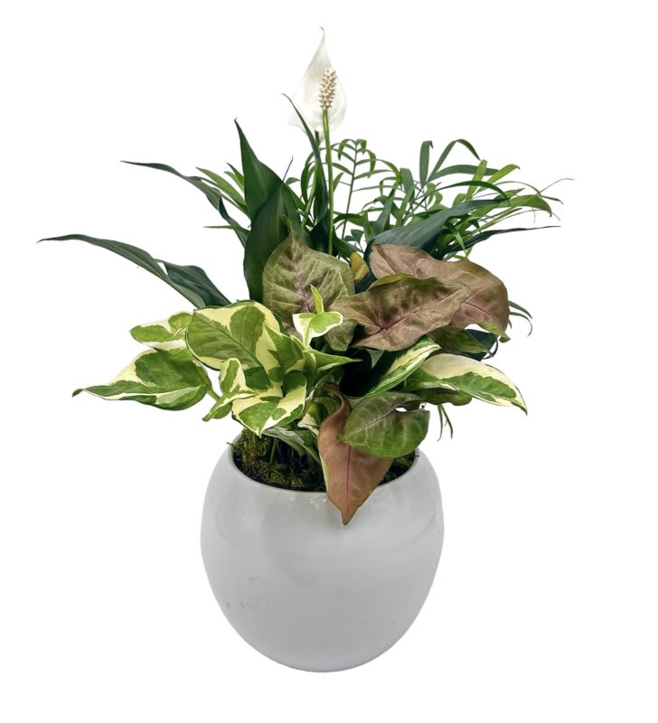 Maddie Ceramic With Dish Garden