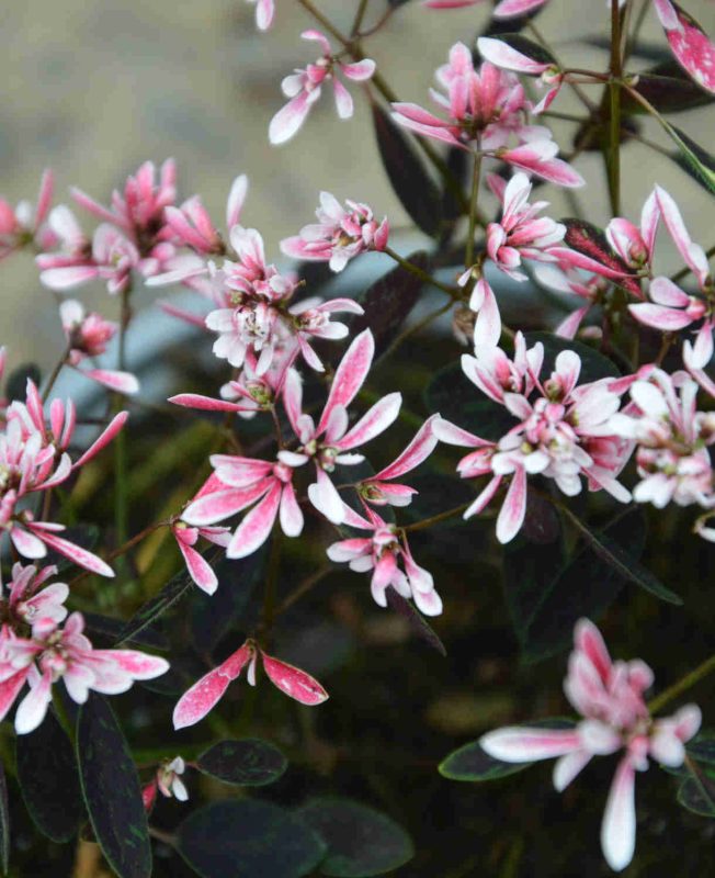 Euphorbia Pink