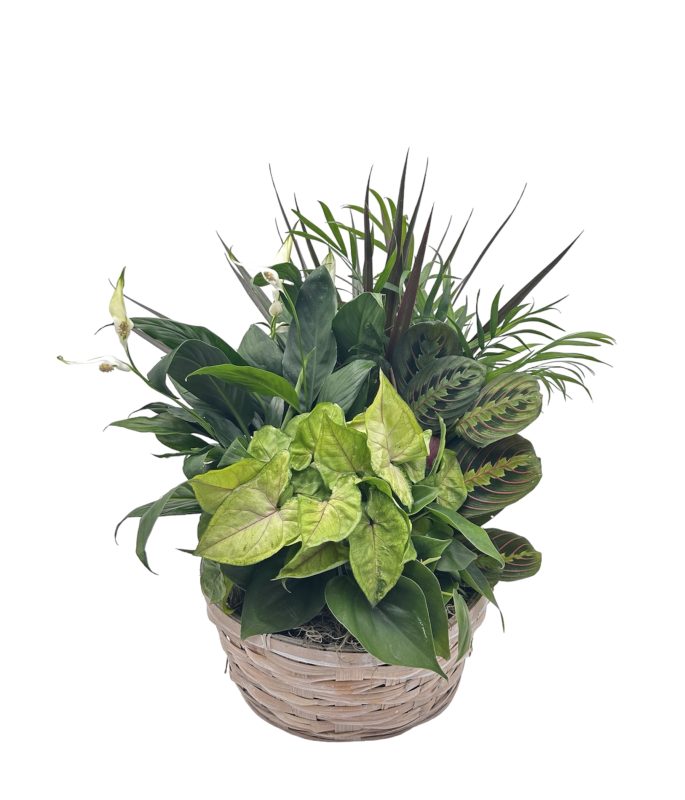 Wicker Basket W/No Handle