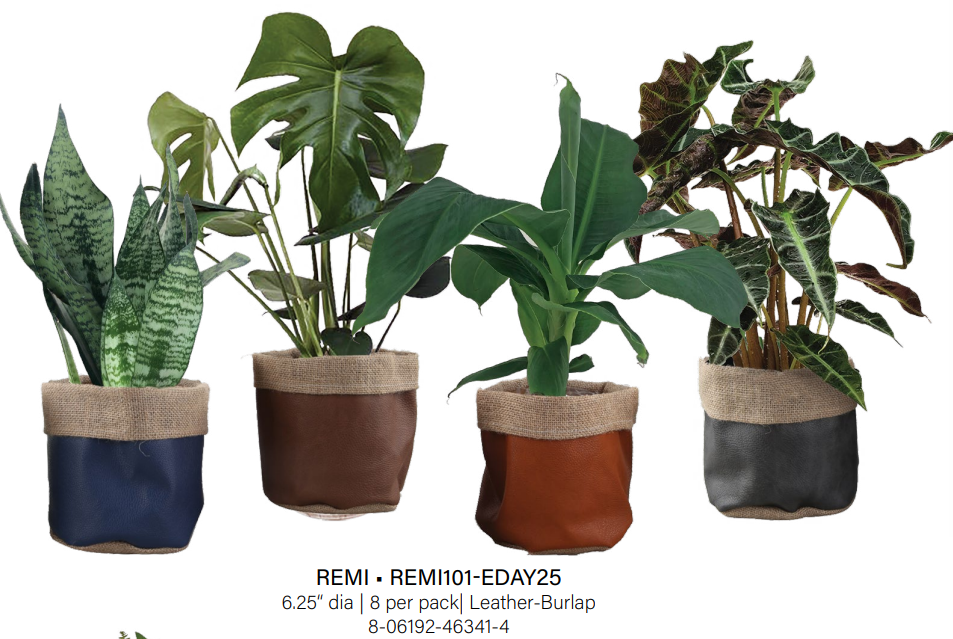 Remi Collection