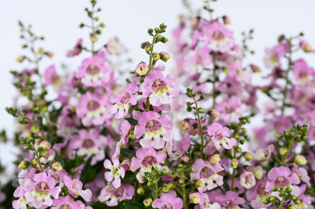 Angelonia Bicolour Pink