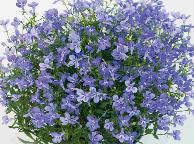 Lobelia Light Blue