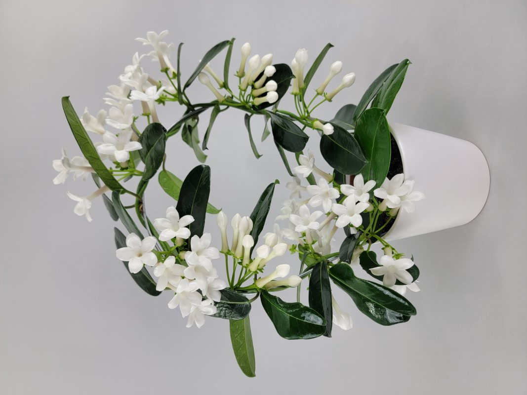 Stephanotis Madagascar Jasmine