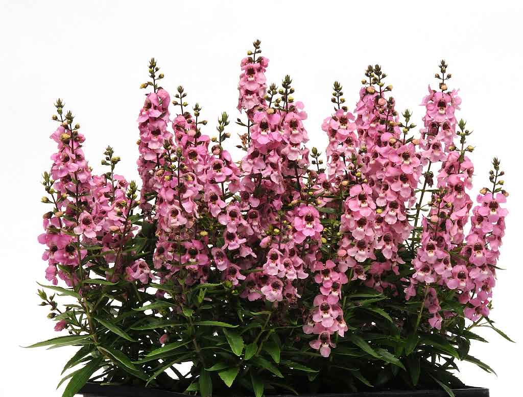 Angelonia Pink