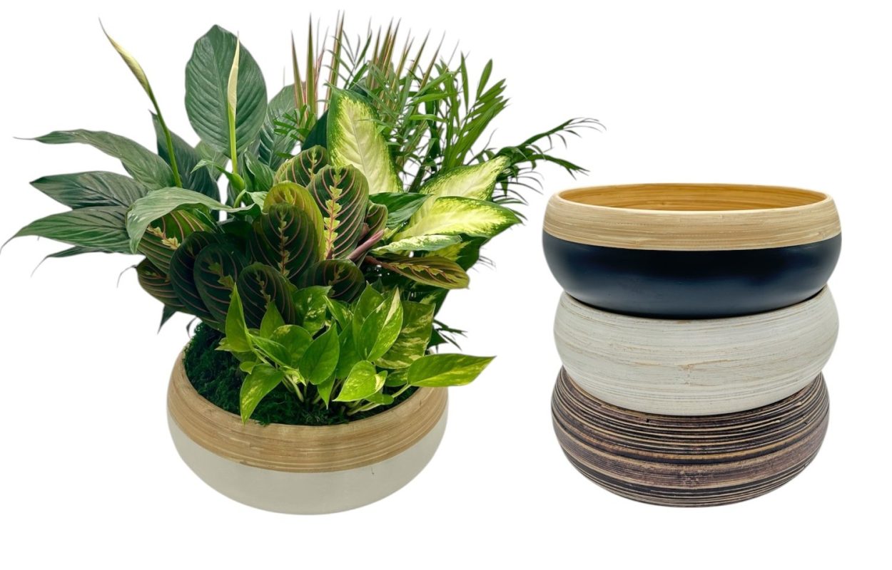Dish Garden In Assorted Colored Spun Bamboo