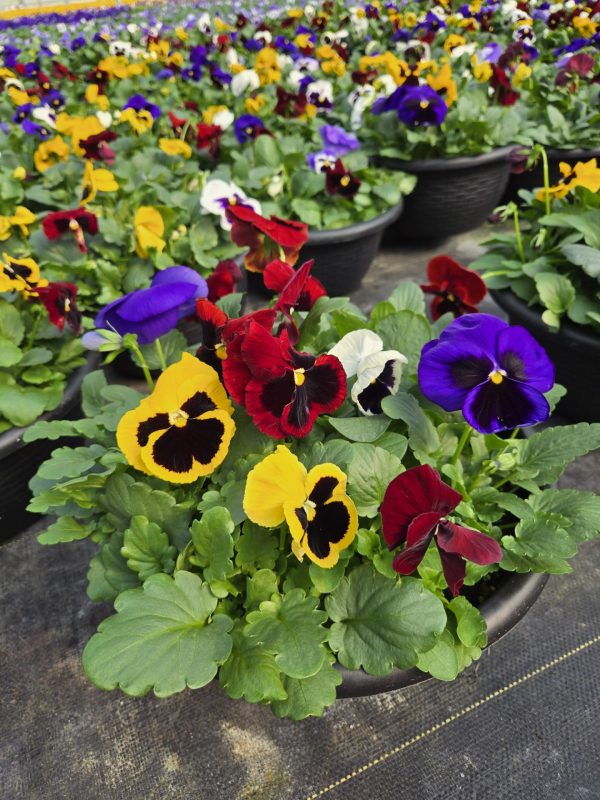 Pansy Bowl 12"