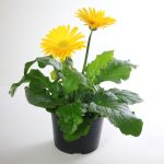 Gerbera