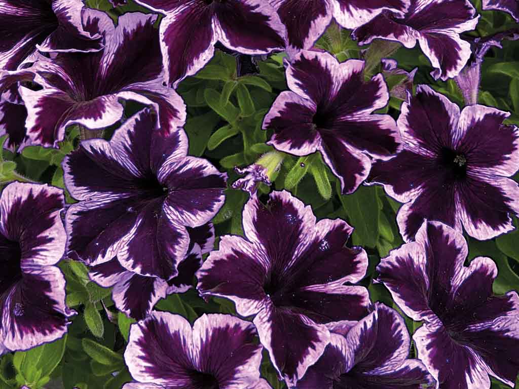 Setcreasea Purple
