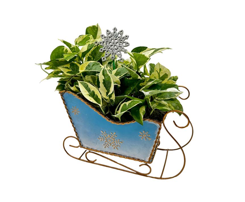 Oval Boat Shaped Ceramic With Foliage Dish Garden