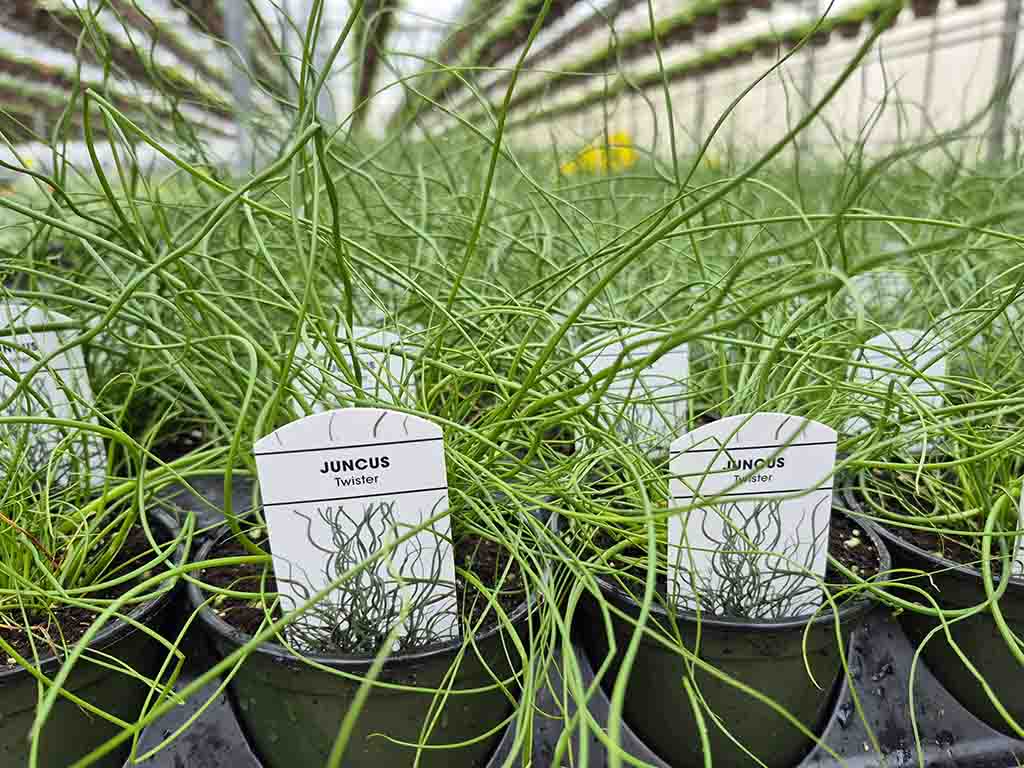 Juncus Twister