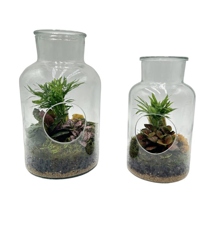Small Hole In One Terrarium With 2 Plants