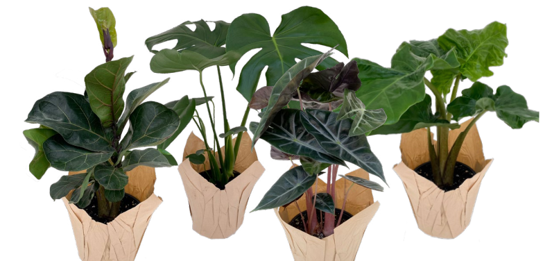 #6 Tray of Tropicals