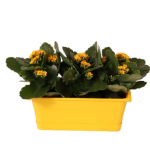Red Festive Kalanchoe