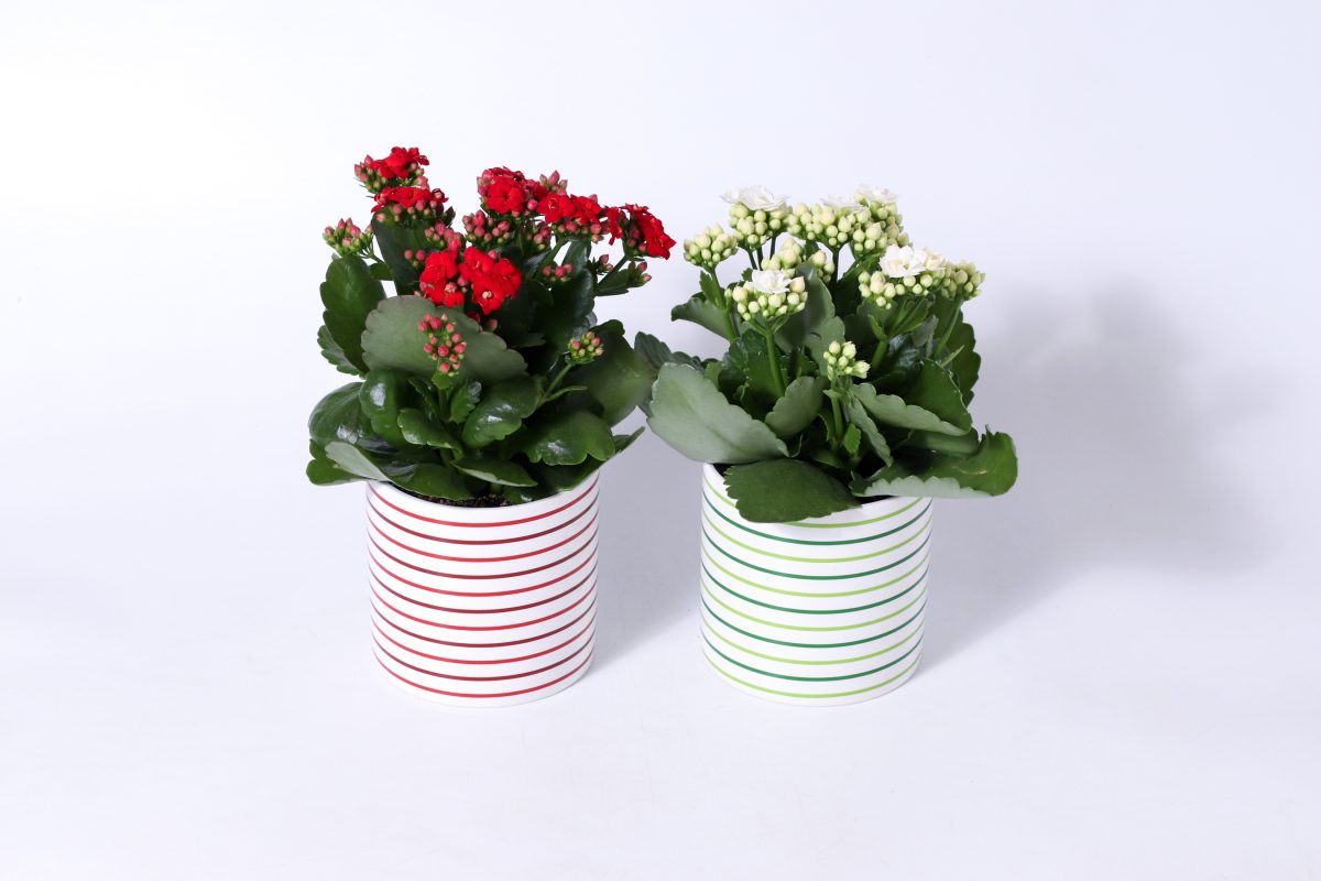 Lantana Assorted
