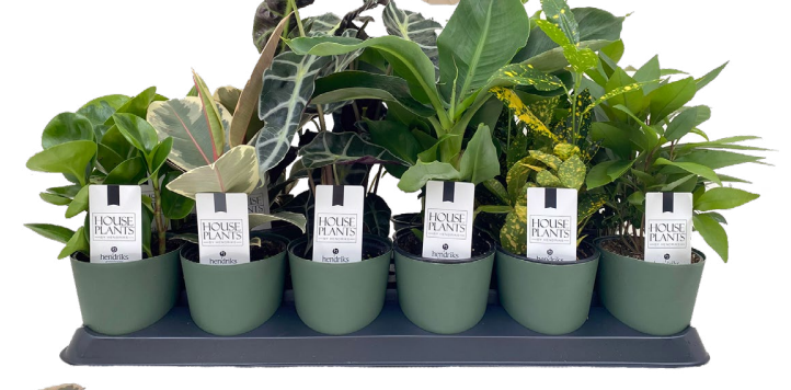 #4 Tray of Tropicals