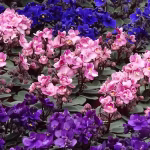 African Violet