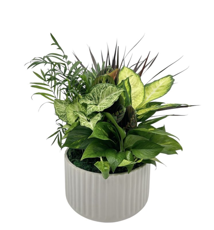 Euro White Ceramic With Dish Garden
