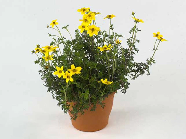 Bidens Yellow