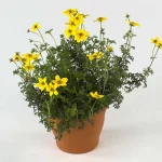 Calibrachoa Yellow