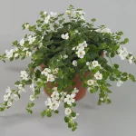 Bacopa White