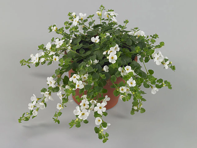 Bacopa White