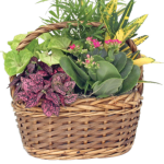 Aukland Wicker - Small