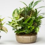 Lindel Ceramic With Foliage Dish Garden-Earth Tones