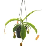 Nepenthes Asst. Hanging Baskets