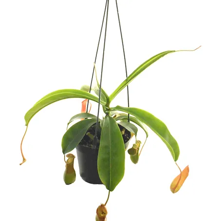 Nepenthes Asst. Hanging Baskets