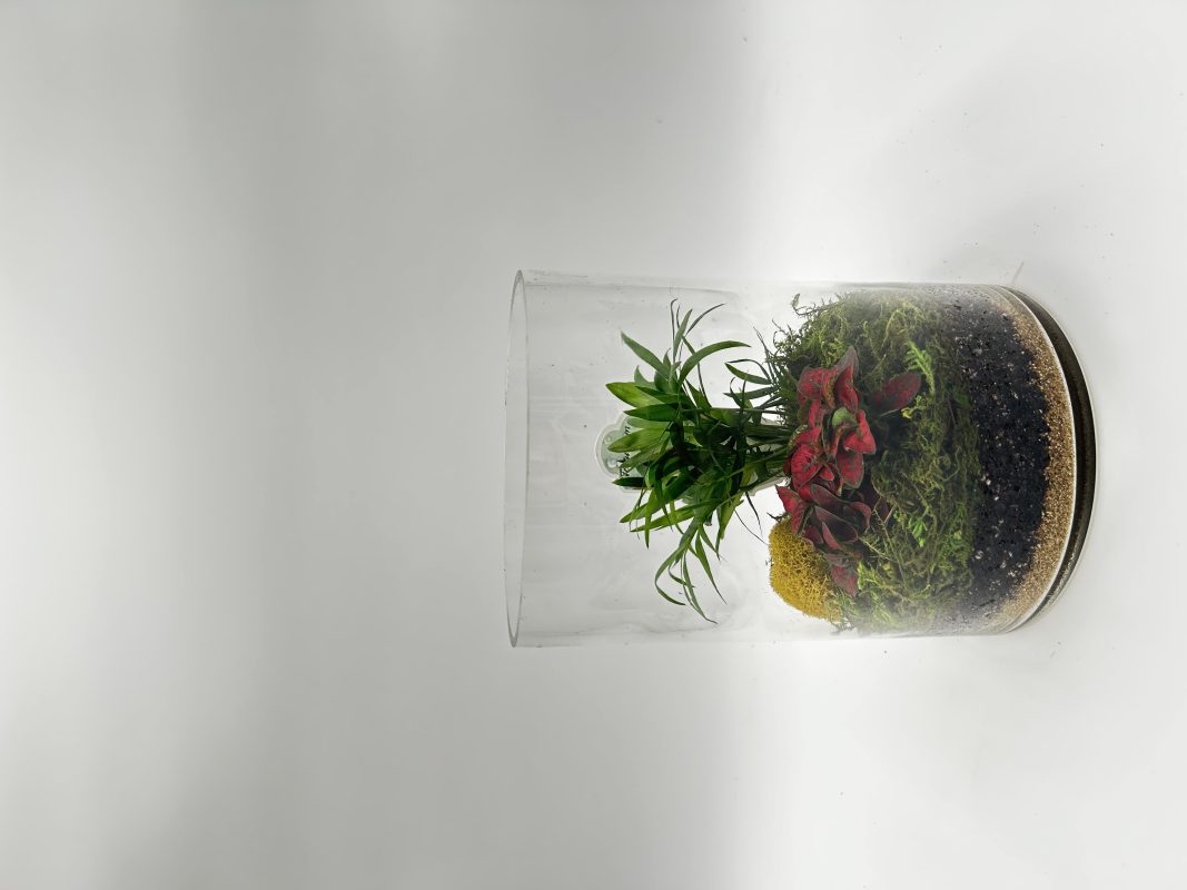 Cylinder Glass Terrariums