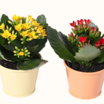 Smooth Abloom Calandiva