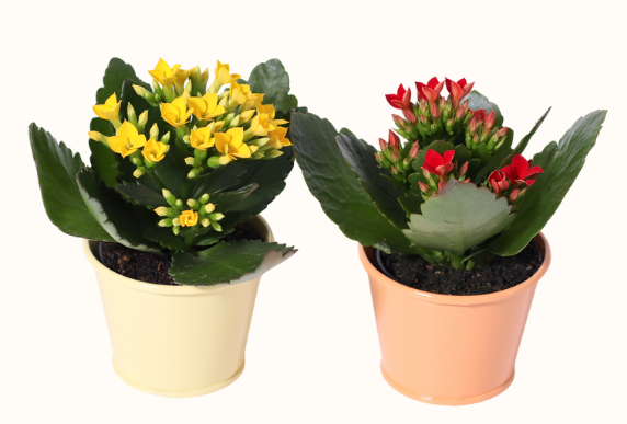 Smooth Abloom Calandiva