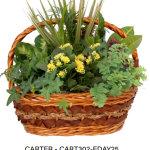 Carter Wicker - Medium