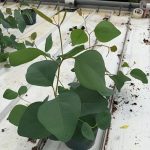 Eucalyptus Murray