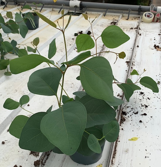 Eucalyptus Murray