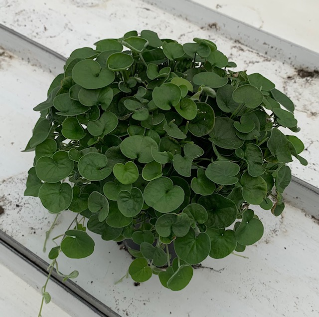 Dichondra Emerald Falls