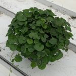 Ficus Tineke 6"