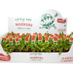 Venus Fly Trap - Dionaea Muscipula - With Display Box!