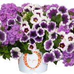 Tradescantia Velvet Stripe