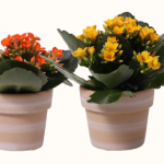 Mini Cotta Kalanchoe