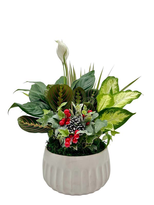 Euro White Round Ceramic W/ Dish Garden