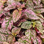 Hypoestes Pink