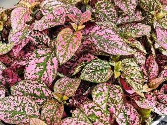 Hypoestes Pink