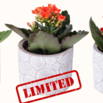 Rayna Blooms Kalanchoe
