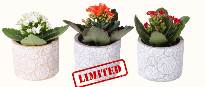 Rayna Blooms Kalanchoe