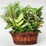 Wicker Oval Laundry Basket W/ Dish Garden