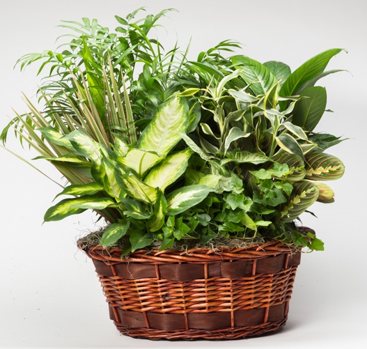 Wicker Oval Laundry Basket W/ Dish Garden