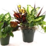 Foliage Combination In Plastic Pot