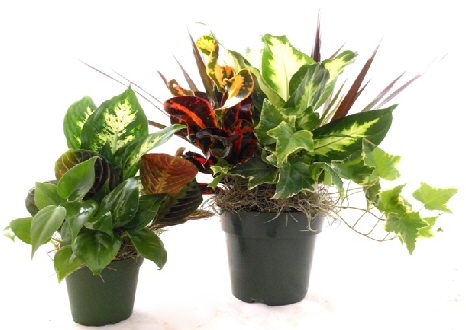 Foliage Combination In Plastic Pot